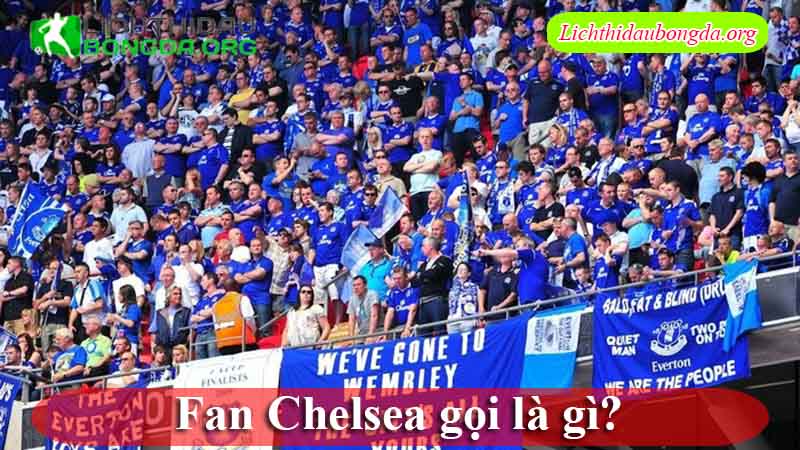 Fan Chelsea gọi là gì?